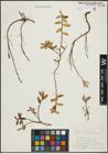 Foto von Salix repens subsp. incubacea (L.) A. Neumann
